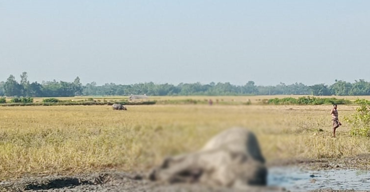 নেত্রকোনায় ধানক্ষেত থেকে বন্যহাতির মরদেহ উদ্ধার
