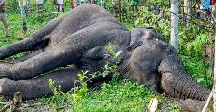বন্যহাতি হত্যা প্রতিরোধে ব্যর্থদের বিরুদ্ধে ব্যবস্থা নেয়া হবে