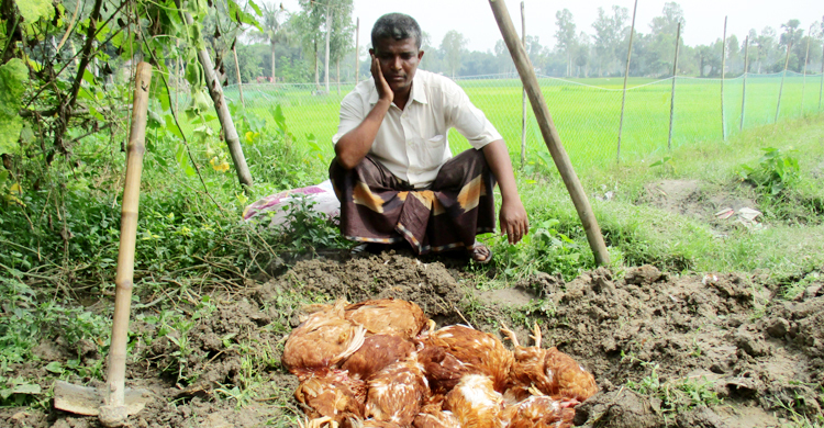 আগে ২০০, এবার চার শতাধিক মুরগি বিষ দিয়ে মেরে ফেলল দুর্বৃত্তরা