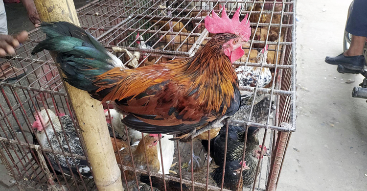 রংপুরে ব্রয়লারের কেজি ২৬০, দেশি ৫৫০ টাকা