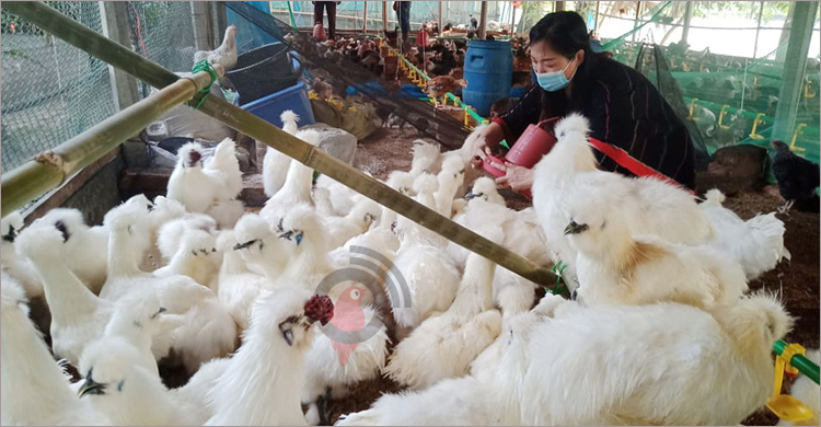 শখের বসে চীনা মুরগির খামারে ফিরোজ-সুফি দম্পতির সফলতা