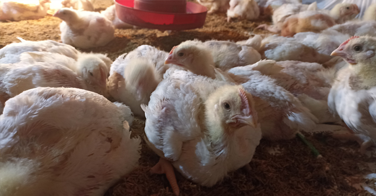 মাদক ব্যবসা ছেড়ে সফল উদ্যোক্তা মাজেদ