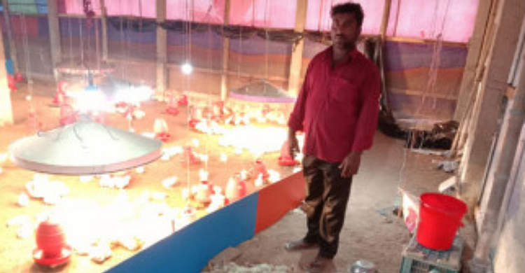 ঋণ নিয়ে পোল্ট্রি খামার, এক রাতেই আড়াই হাজার মুরগির বাচ্চার মৃত্যু