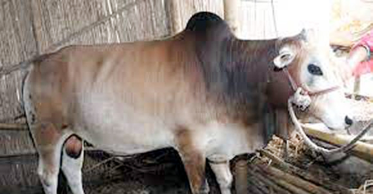 খামারে ভাগ্য খুলল নাজমুলের