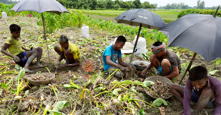 ফলন কম, মলিন মুখেই কচুরমুখি তুলছেন কৃষকরা