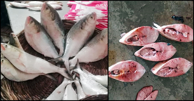 বরগুনায় ঝাঁকে ঝাঁকে ধরা পড়ছে ইলিশ, বেশিরভাগেরই পেটে ডিম