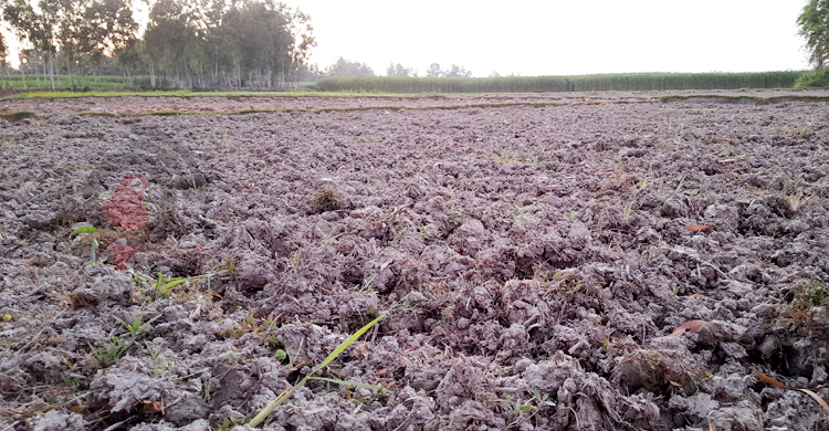 বৃষ্টির দেখা নেই, বিপাকে আমন চাষিরা