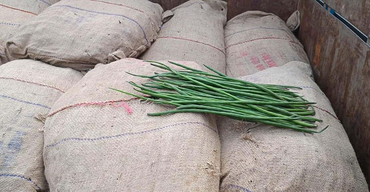 ফের হিলি দিয়ে সজনে ডাটা আমদানি শুরু