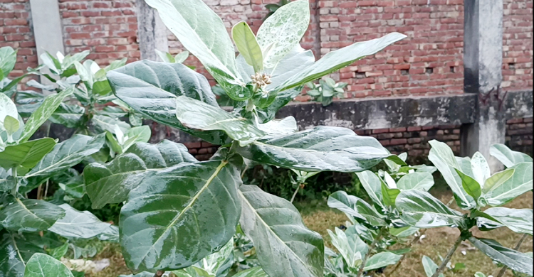 হিলিতে গুঁড়ি গুঁড়ি বৃষ্টি