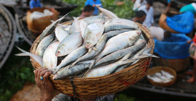 hilsa