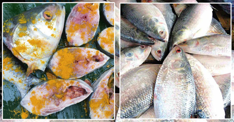 বছরজুড়ে ইলিশ সংরক্ষণ করবেন যেভাবে