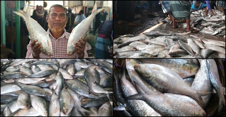 Tk 246cr to be spent on hilsa development, project cleared