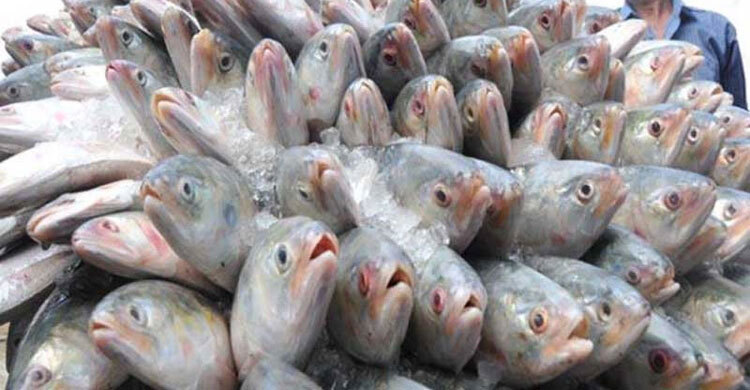 22-day ban on catching, selling hilsa begins