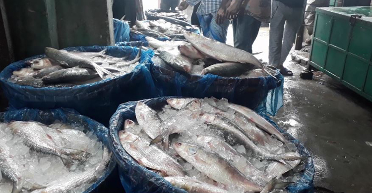 চাঁদপুরে মেঘনার বলে বিক্রি হচ্ছে সাগরের ইলিশ
