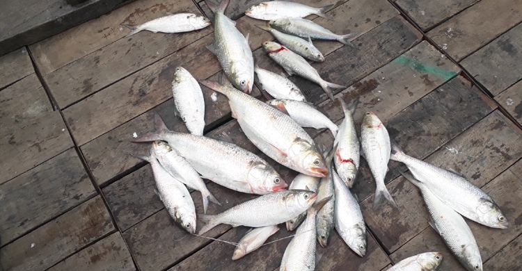 মেঘনায় ইলিশের জন্য হাহাকার