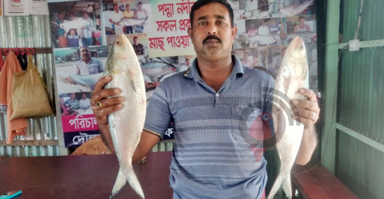 দৌলতদিয়ায় দুই ইলিশ বিক্রি হলো ১০ হাজার টাকায়
