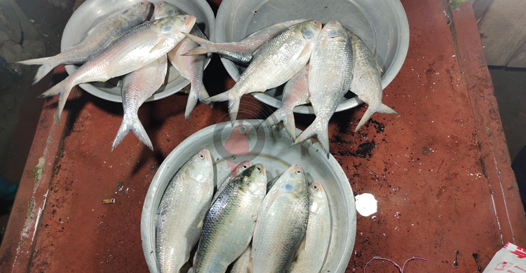 পায়রা পাড়ে মিলছে বড় ইলিশ