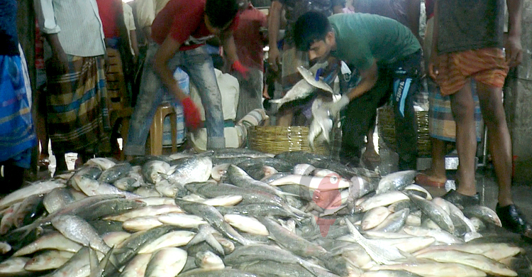 দ্বিগুণ বেড়েছে ইলিশ উৎপাদন