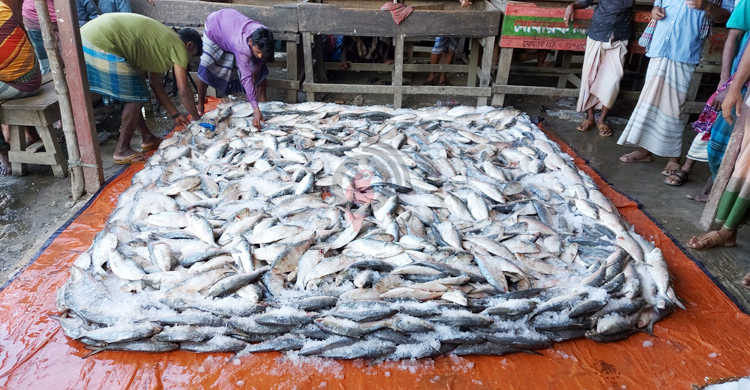 নদীতে ইলিশ নেই, মিলছে সাগরে