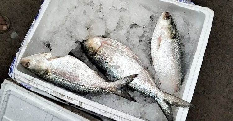 প্রথম চালানে ভারতে গেলো ৮ হাজার কেজি পদ্মার ইলিশ