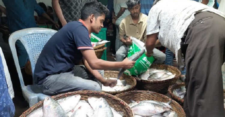 শেষ মুহূর্তে ইলিশ কিনতে চাঁদপুর মাছঘাটে ক্রেতাদের ভিড়