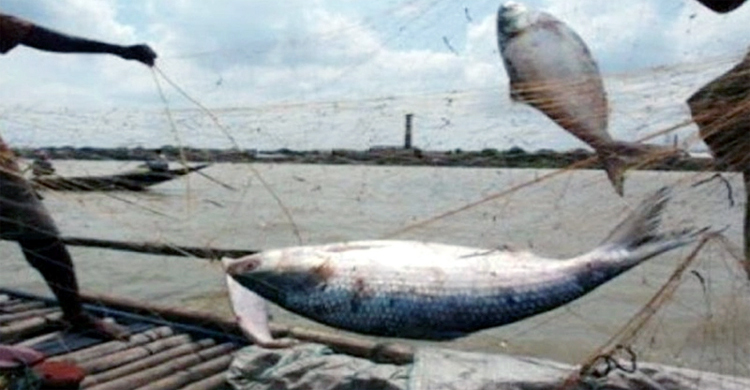 পদ্মায় ইলিশ ধরায় একদিনে ৬২ জেলেকে কারাদণ্ড
