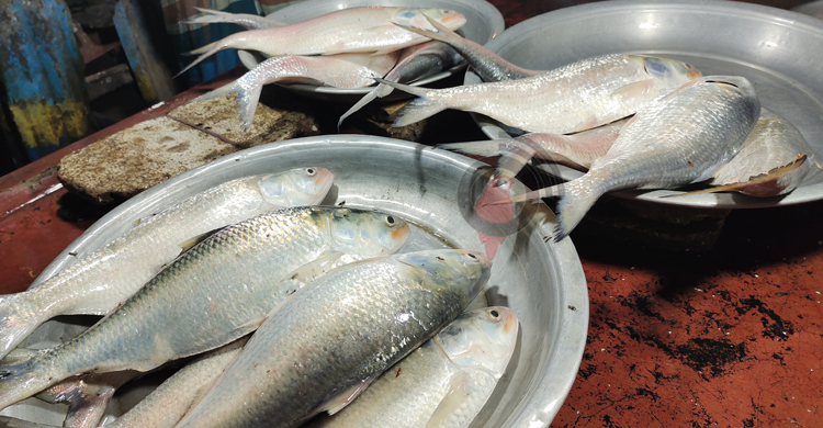 পায়রা পাড়ে মিলছে বড় ইলিশ