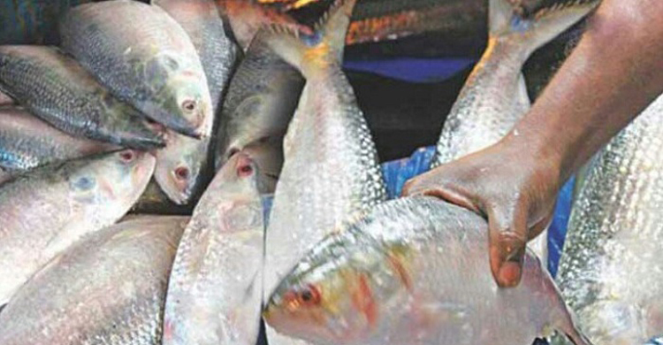 ১৬০০ টাকার ইলিশ এখন ৭০০