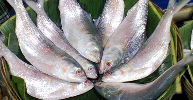 আজ থেকে ৬ জেলায় দুই মাস ইলিশ ধরা নিষিদ্ধ