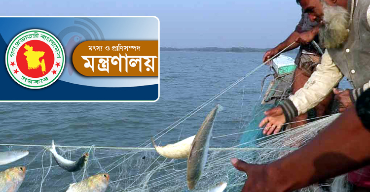 মা-ইলিশ সংরক্ষণে কাজ করছে একাধিক টিম