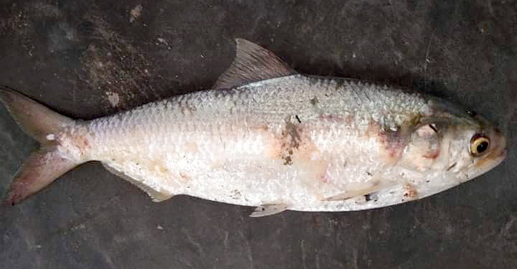 এবার বরগুনায় পুকুরে ২ কেজির তাজা ইলিশ