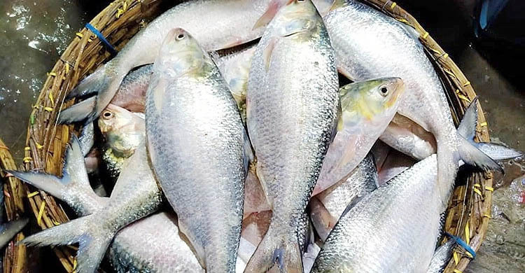 দুর্গাপূজায় আরও আড়াই হাজার টন ইলিশ যাচ্ছে ভারতে