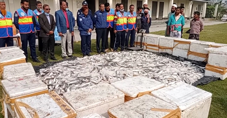 নদীতীরে মিললো ২৮ মণ জাটকা