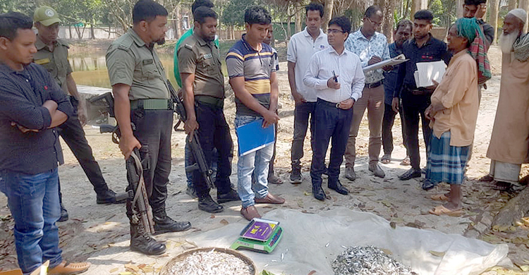 ইলিশের পোনা ‘চাপিলা’ বলে বিক্রি