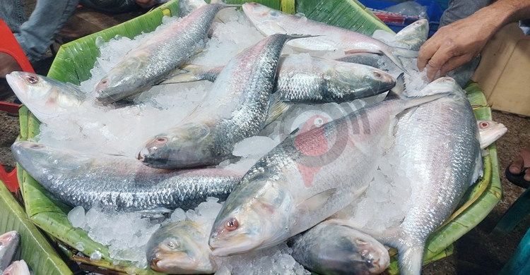 খুলনা থেকে ৬৮৭ টন ইলিশ রপ্তানি