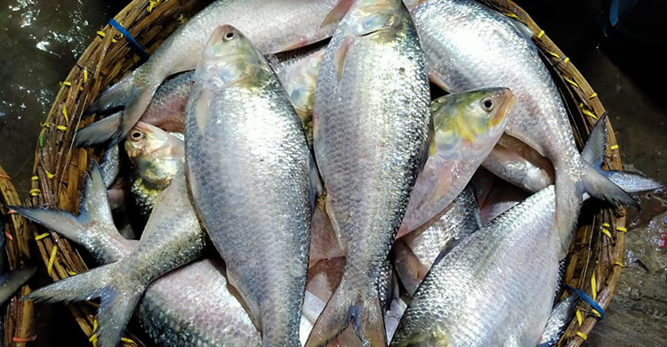 ভারতে পাচারের সময় ২১০ কেজি ইলিশ জব্দ