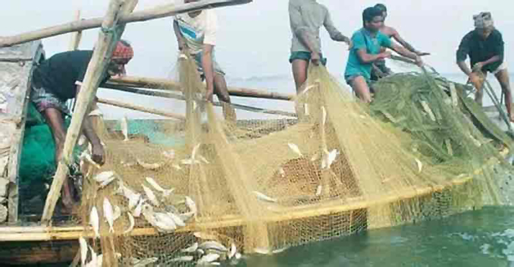 শুক্রবার থেকে ২২ দিন বন্ধ থাকবে ইলিশ আহরণ