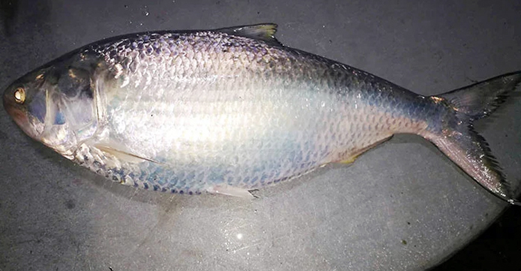 এক ইলিশের দাম ৮ হাজার!