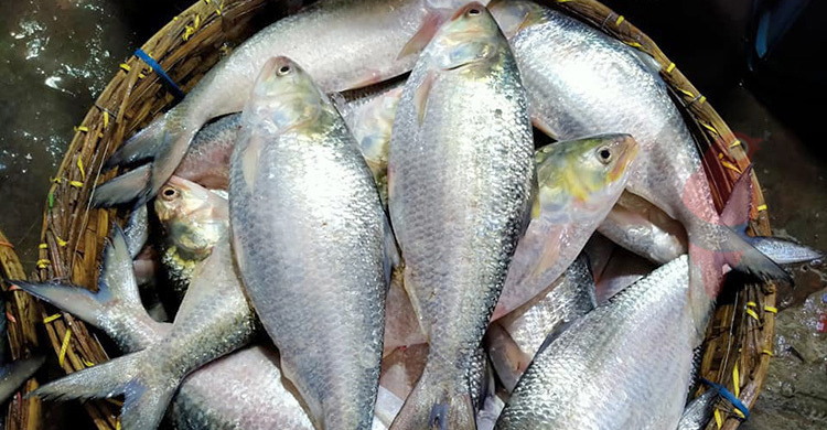 মিলছে না আশানুরূপ ইলিশ, প্রভাব বাজারে