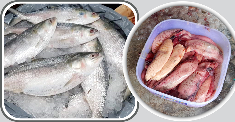 ইলিশের ডিমের কেজিই ১৪০০ টাকা, মাছ কম চাঁদপুরে