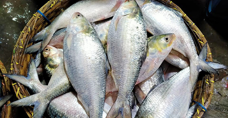 দুই দফায় ভারতে ১২২৭ টন ইলিশ রপ্তানি