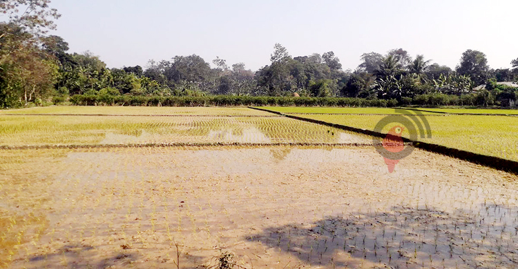 দেশের দ্বিতীয় বৃহত্তম বনাঞ্চলে ধানচাষ, হারাচ্ছে প্রাকৃতিক গুরুত্ব