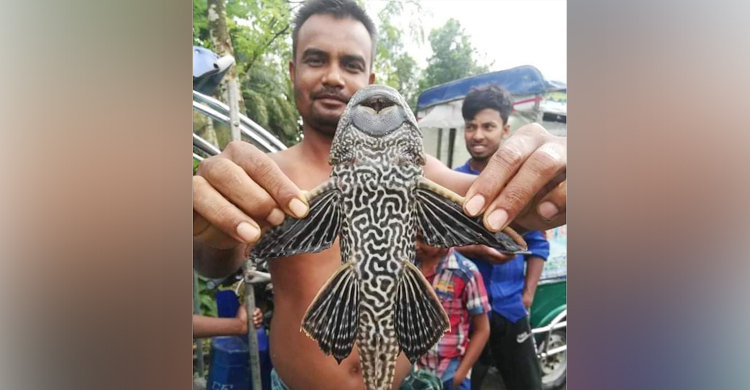 জেলের জালে বিরল প্রজাতির মাছ