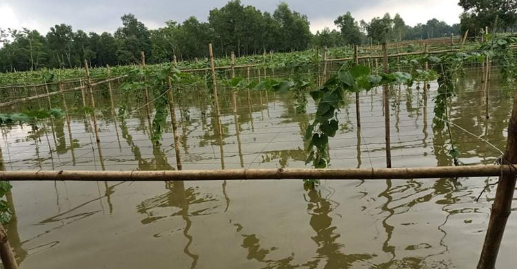 শায়েস্তাগঞ্জে পাহাড়ি ঢলে নিম্নাঞ্চল প্লাবিত, সবজির ব্যাপক ক্ষতি