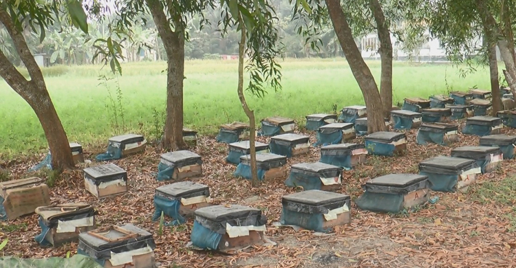 মাদারীপুরে জনপ্রিয় হচ্ছে ভ্রাম্যমাণ মধুচাষ