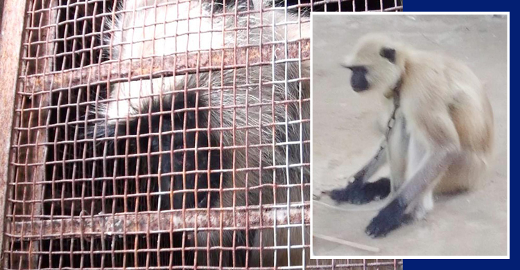 ক্লান্ত হয়ে ধরা দিলো মুখপোড়া হনুমান