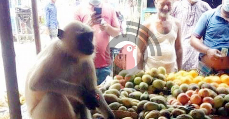 একটি দলছুট হনুমানের মানুষের সঙ্গে সখ্য