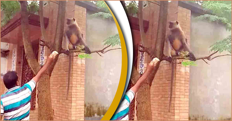 খাবারের খোঁজে লোকালয়ে হনুমান