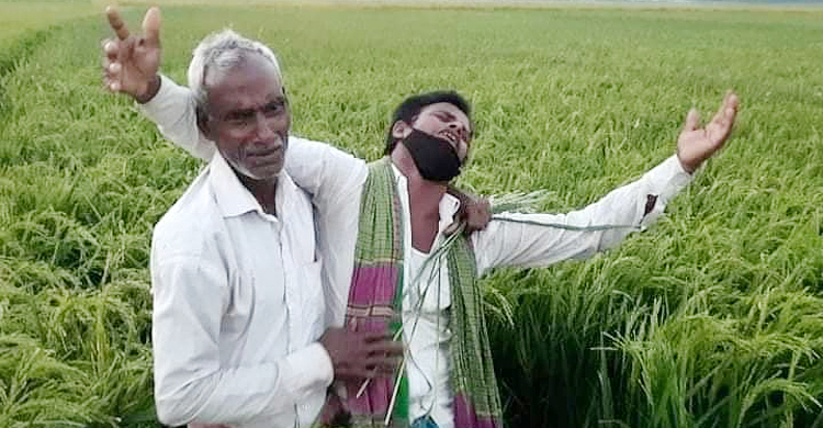 হাওরে কৃষকের আহাজারি, ১১৬ কোটি টাকার ধান শেষ
