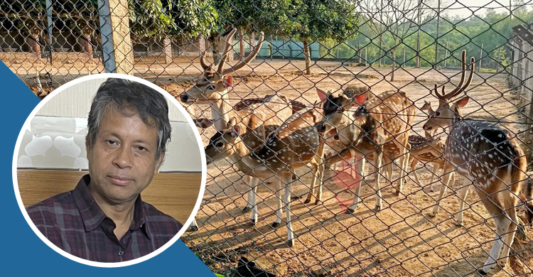 শখের বসে শুরু, মঈন উদ্দিনের হরিণ খামার এখন পর্যটনকেন্দ্র